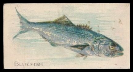 Bluefish